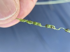 Anthephora hermaphrodita