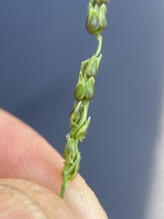 Anthephora hermaphrodita