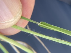 Anthephora hermaphrodita