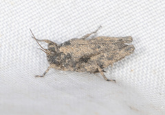 Paratettix argillaceus