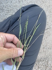 Anthephora hermaphrodita