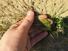 Eleocharis compressa