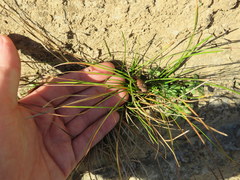 Eleocharis compressa