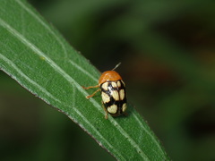 Cryptocephalus luteosignatus
