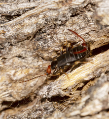 Nesogaster ruficeps