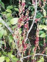 Coccoloba belizensis