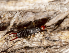 Nesogaster ruficeps
