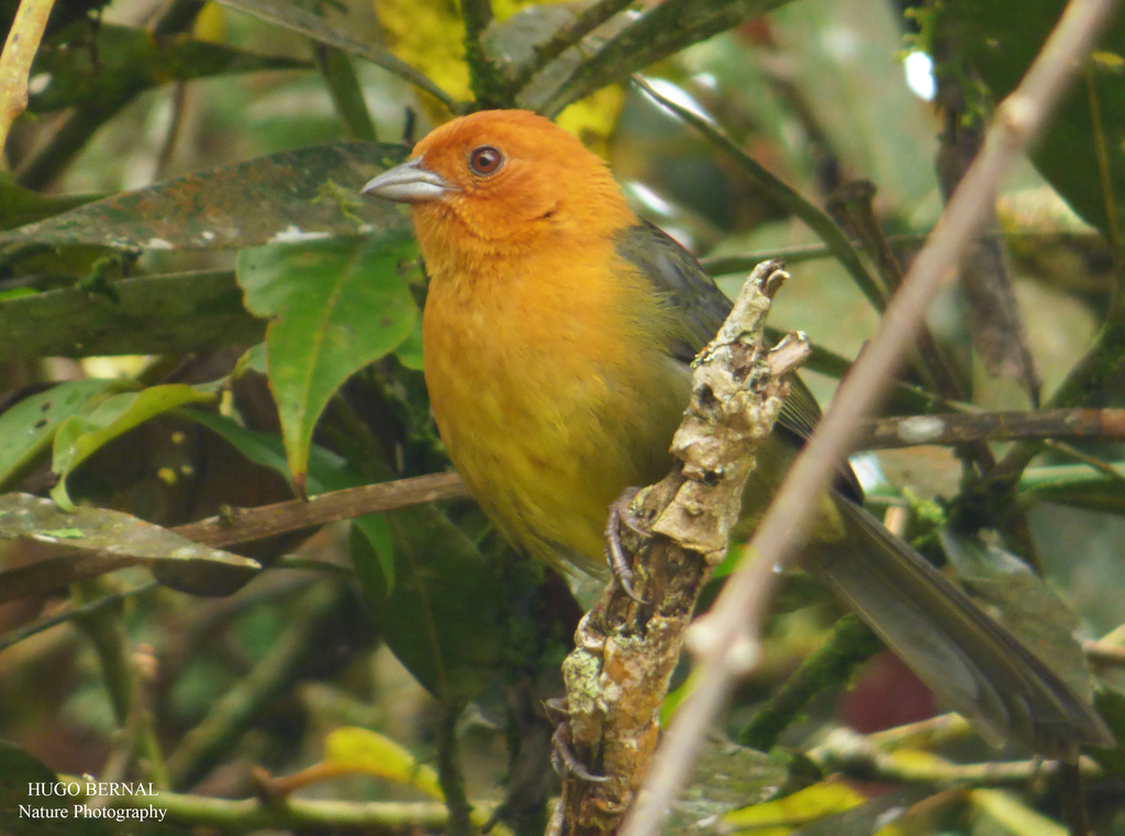 Ochre-breasted Brushfinch (Atlapetes semirufus) photo
