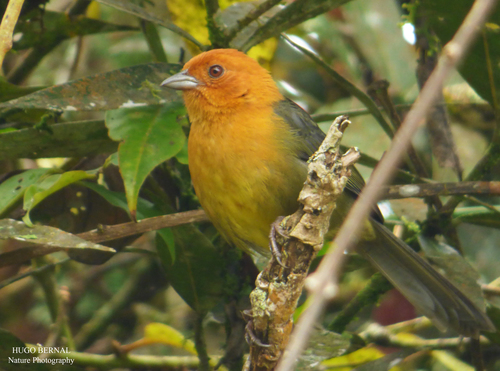 Ochre-breasted Brushfinch (Atlapetes semirufus), photo 1