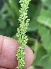 Setaria palmeri