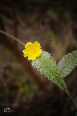 Daustinia montana