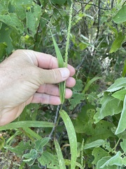 Setaria palmeri