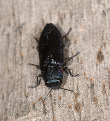 Pseudanilara