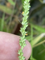 Setaria palmeri