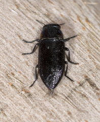 Pseudanilara