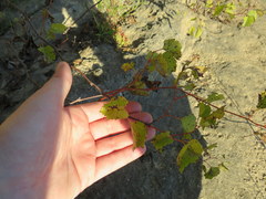 Vitis rupestris
