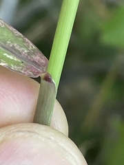 Setaria palmeri