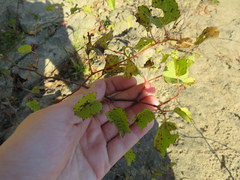 Vitis rupestris