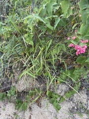 Setaria palmeri