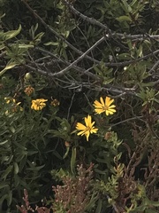 Helianthus californicus