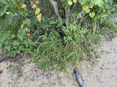 Setaria palmeri