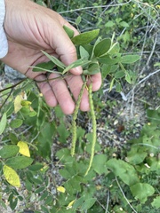 Senna villosa
