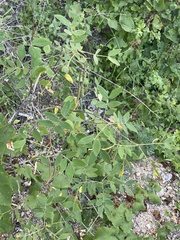 Senna villosa