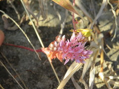 Sedum pulchellum