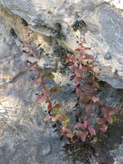 Mecardonia acuminata