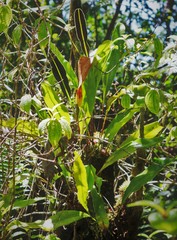 Elaphoglossum crassifolium