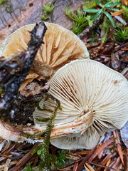 Pholiota decorata