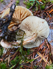 Pholiota decorata
