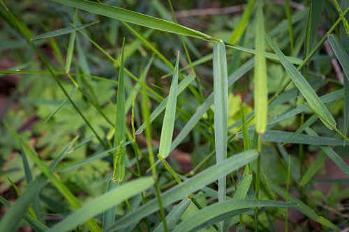 Entolasia marginata