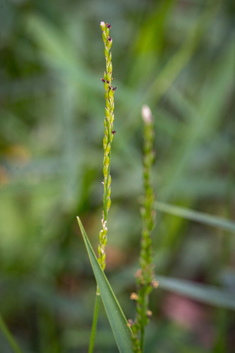 Entolasia marginata