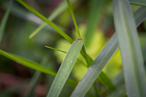 Entolasia marginata