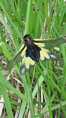 Libelloides coccajus