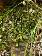 Asterella australis