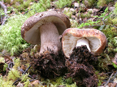 Russula rimulosa