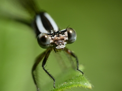 Argia
