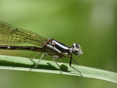 Argia