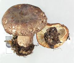 Russula rimulosa