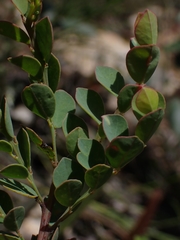Bossiaea rhombifolia