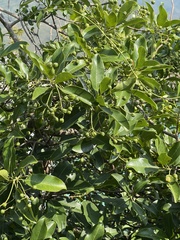 Acronychia pedunculata