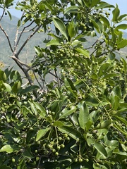 Acronychia pedunculata