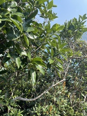 Acronychia pedunculata
