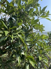 Acronychia pedunculata