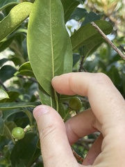 Acronychia pedunculata
