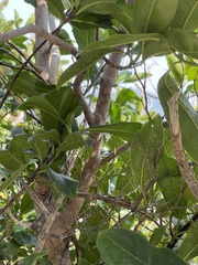 Acronychia pedunculata