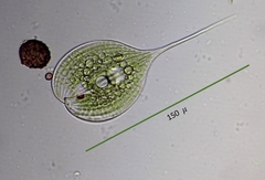 Phacus longicauda