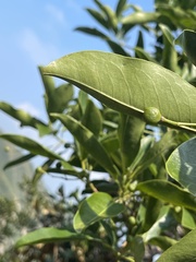 Acronychia pedunculata
